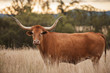 Longhorn cow in the paddock during the afternoon in Queensland