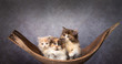 Drei Katzenbabys sitzen aneinader gekuschelt in einer Palmenblattschale vor einem Vintage Hintergrund