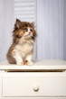 Katzenbaby sitzt auf einen weißen Schrank und schaut nach oben