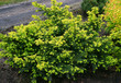 Taxus baccata Summergold - yew