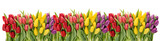 Fresh spring tulips water drops. Flower border