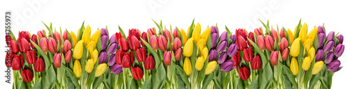 Plakat na zamówienie Fresh spring tulips water drops. Flower border