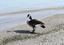 Canadian Goose On Lake Shore