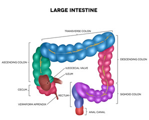 Poster - Large intestine (colon). Detailed illustration of colon: Ileum, Appendix, Ascending colon, Transverse colon, Descending colon, Sigmoid colon, Rectum and Anal canal.