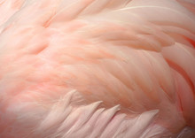 Pink Flamingo Feathers Delicate Soft For Background.