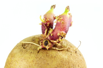 potato sprouts isolated in white background