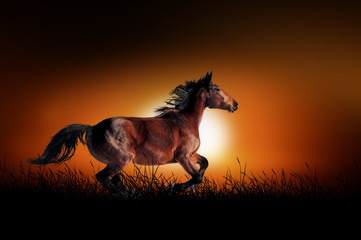 Wall Mural - Horse on the background of sunset