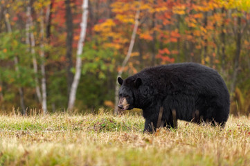 black bear (ursus americanus) looking left in field