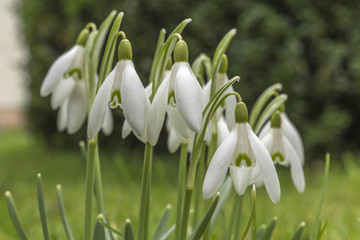 snowdrops