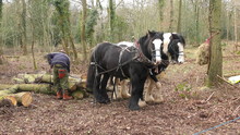 A Team Of Cob Horses Being Unhitched From A Tree Trunk
