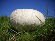 Giant Puffball Fungus