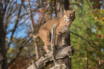 Wall Mural - Bobcat (Lynx rufus) Balances on Branch