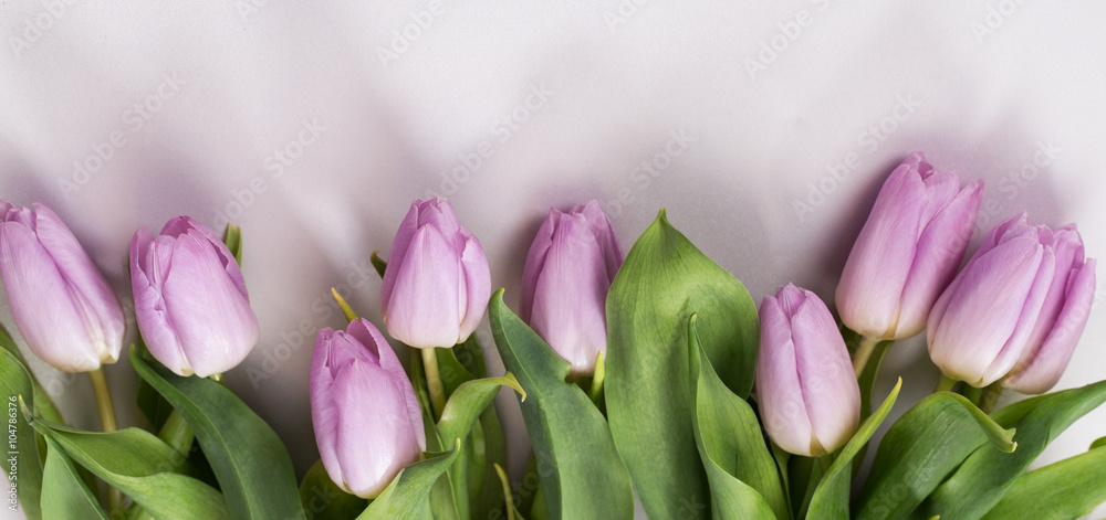 Wiosenny pastelowy bukiet liliowych tulipanów na białym tle  - obrazy, fototapety, plakaty 