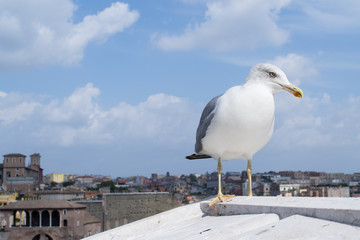 European herring gull (Larus argentatus) is watching you while statying on the roof of european style house in Rome, Italy