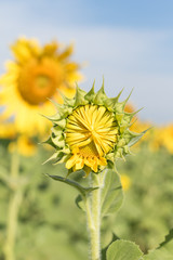 Wall Mural - Sunflower growth and blooming in field