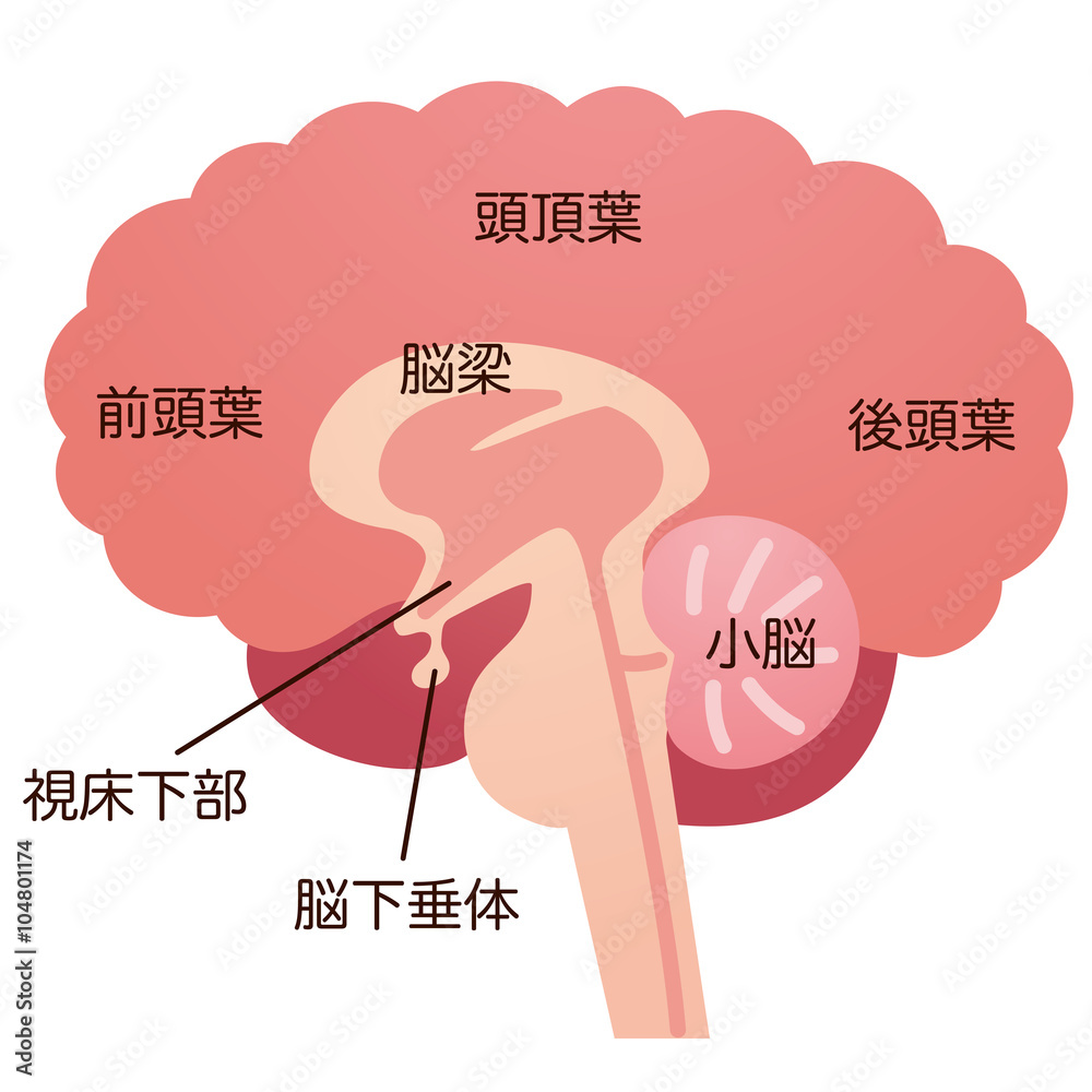 脳の断面図　名称