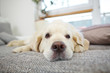 Golden Retriever Hund liegt entspannt auf Sofa