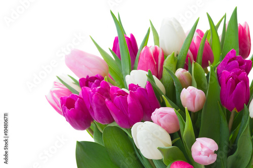 Fototapeta na wymiar bouquet of pink, purple and white tulips