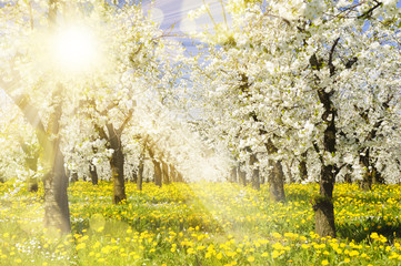 Canvas Print - Plantage mit Apfelbäumen und Sonnenstrahlen im Gegenlicht