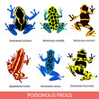 Set of different poisonous frogs, flat design. Vector illustration of poisonous frogs on a white background.Set of isolated frogs.  Frog water and frog tree. Dyeing dart frog. Blue poison dart frog