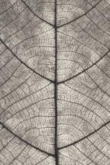 Poster - Leaf texture for pattern and background