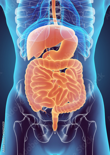 Fotografia 3D human male x-ray digestive system.