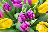 Fototapeta Tulipany - Purple and yellow tulip bouquet. More tulip on the grey backgrou