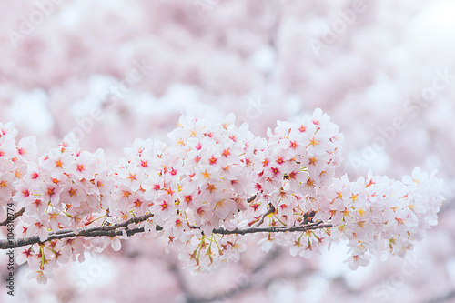 Obraz w ramie Kwitnąca gałązka wiśni, Korea