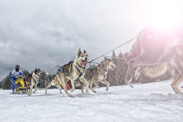 Sled dog race on snow in winter