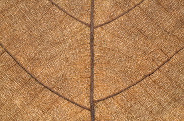 Poster - Dry leaf texture for pattern