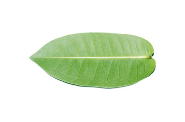 Poster - Ixora leaf isolated on white
