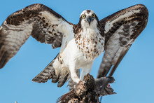  Osprey With Fish Pandion Haliaetus Also Called Fish Eagle Or  S