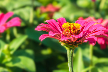 Zinnia pink Fresh  flowers  in garden close up