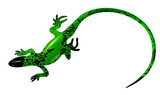 Fototapeta Dinusie - Gecko, lizard, salamander