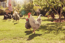 Hen And Rooster In A Sunlit Garden With Other Chickens
