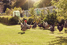 Free Range Chickens Feeding On Lush Green Grass In Sunlight