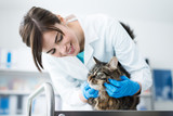 Fototapeta  - Veterinarian examining a cat