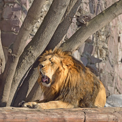 Wall Mural - Asiatic lion (Panthera leo persica), also known as Indian lion or Persian lion