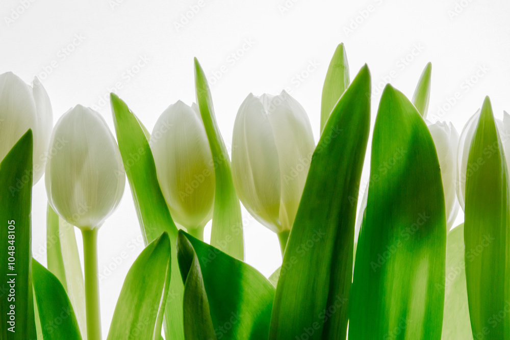 białe tulipany na białym tle  - obrazy, fototapety, plakaty 