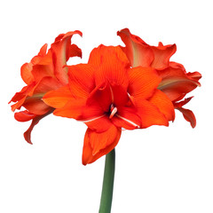 Wall Mural - Amaryllis (Hippeastrum) double flowering Red Peakock