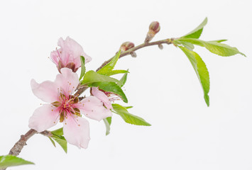 Peach Blossom  (Prunus persica)