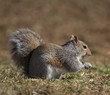 Grounded squirrel