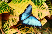 Pretty Blue Morpho Butterfly Lands In The Gardens Showing Off Its Beauty.