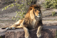 Male Lion Lying Down