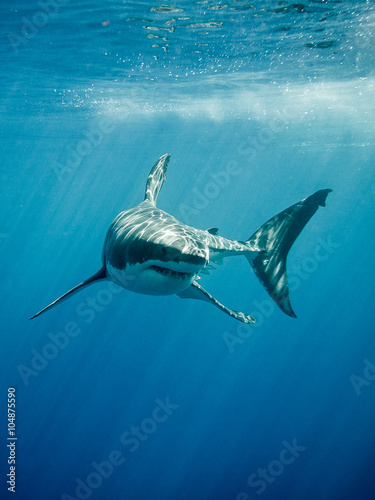 Plakat Wielki biały rekin z głównymi czterema falami pływającymi pod promieniami słońca na błękitnym Oceanie Spokojnym na wyspie Guadalupe w Meksyku
