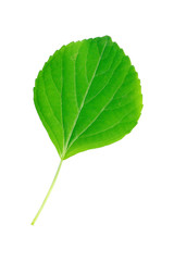 Poster - One green leaf with stem isolated on white
