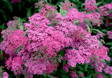Pink Flowers Of A Spirea Japanese (Spiraea Japonica L.f.)