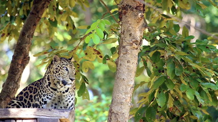 Wall Mural - Leopard on tree