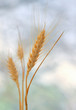Spikelets of wheat