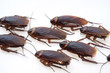 Group walk cockroach isolate on white background